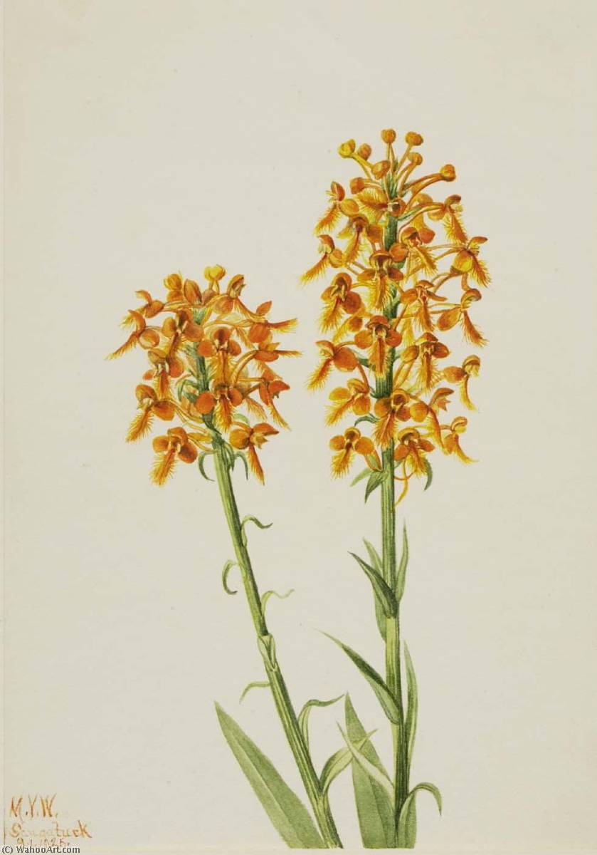 Yellow Fringe Orchid (habenaria Ciliaris) — Mary Vaux Walcott