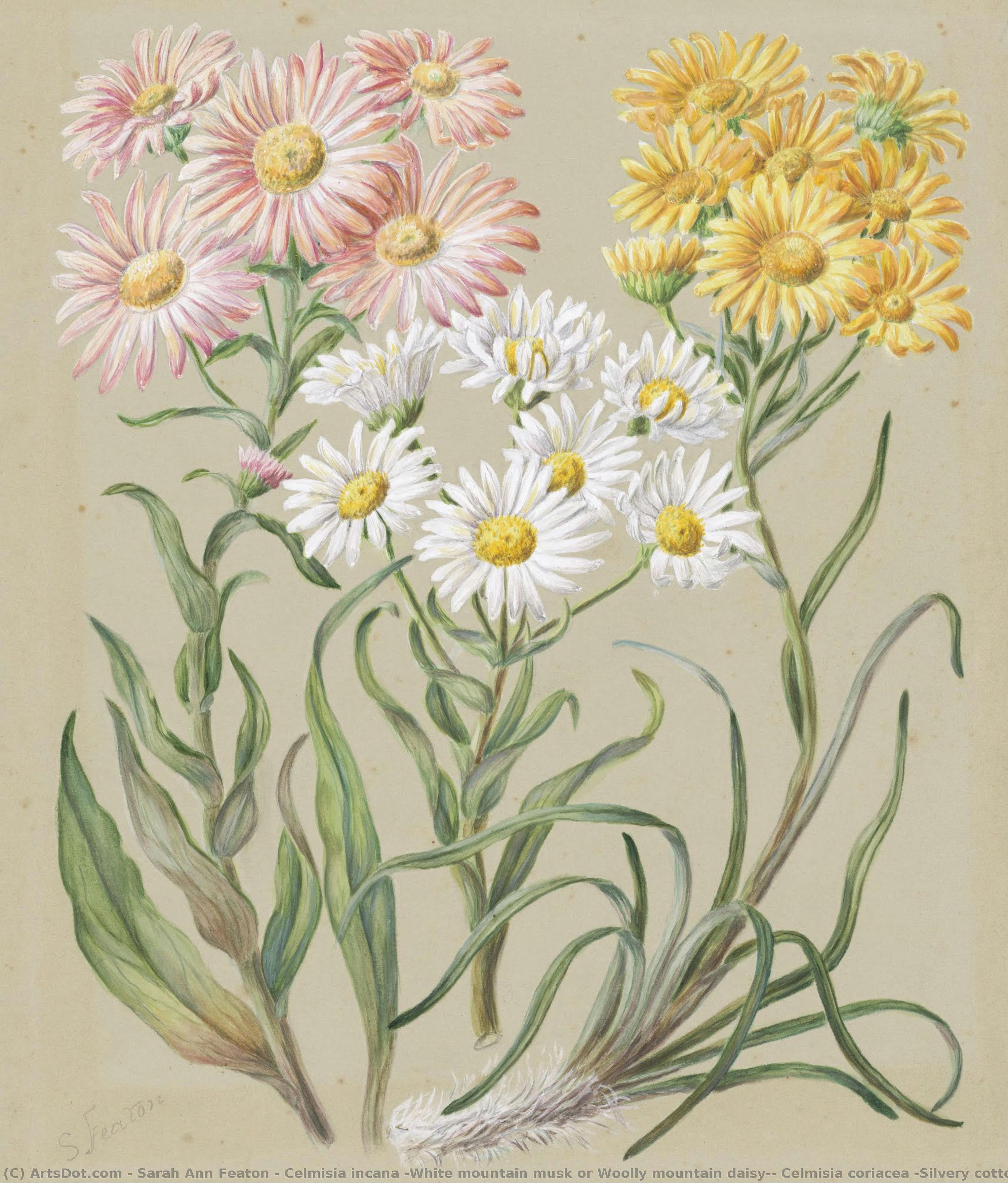Celmisia Incana (white Mountain Musk Or Woolly Mountain Daisy); Celmisia Coriacea (silvery Cotton — Sarah Ann Featon