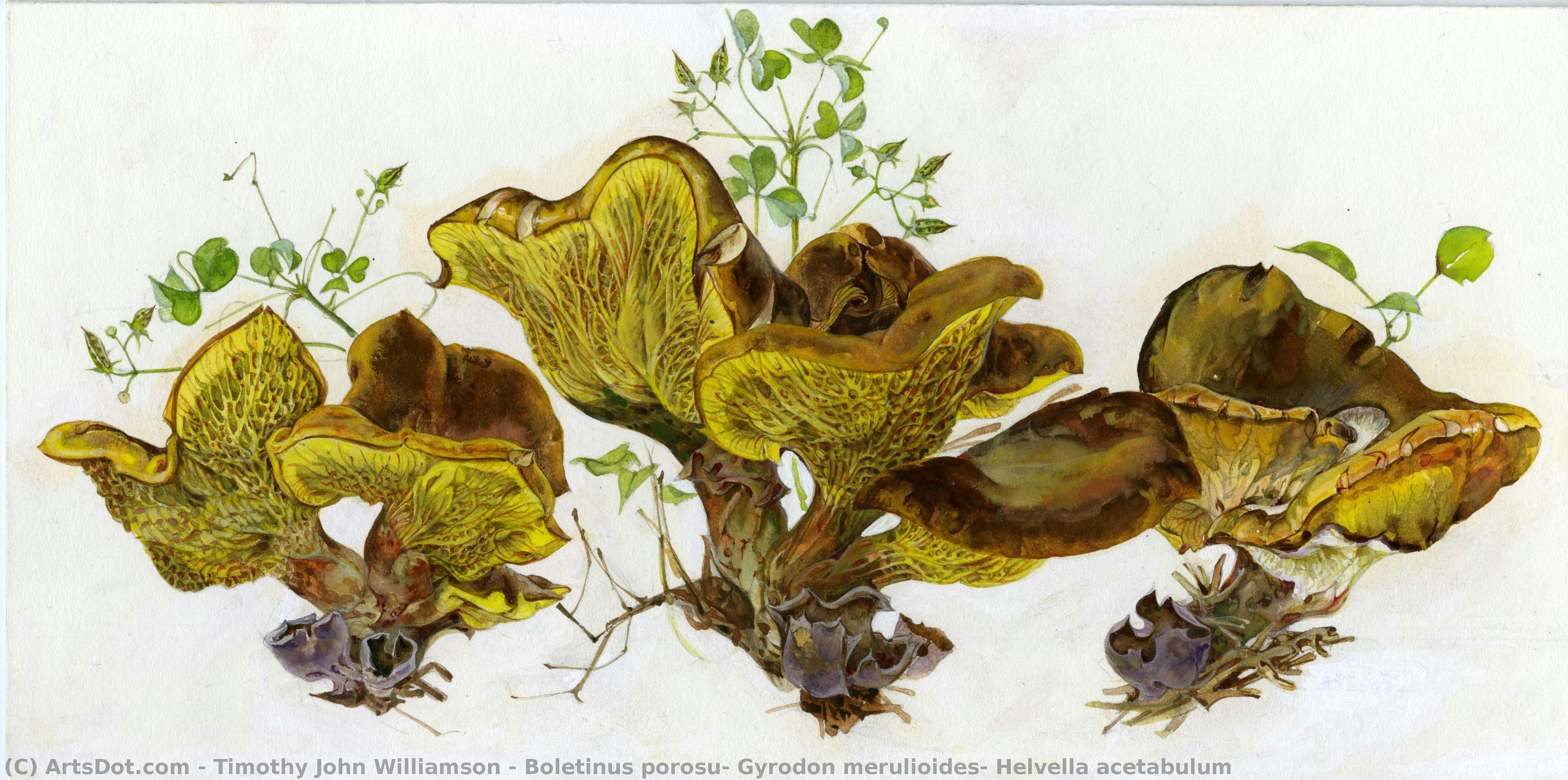 Boletinus Porosu, Gyrodon Merulioides, Helvella Acetabulum — Timothy John Williamson