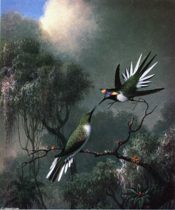 Two Hummingbirds (/sun Gems/'', Heliactin Cormuta)'' — Martin Johnson Heade