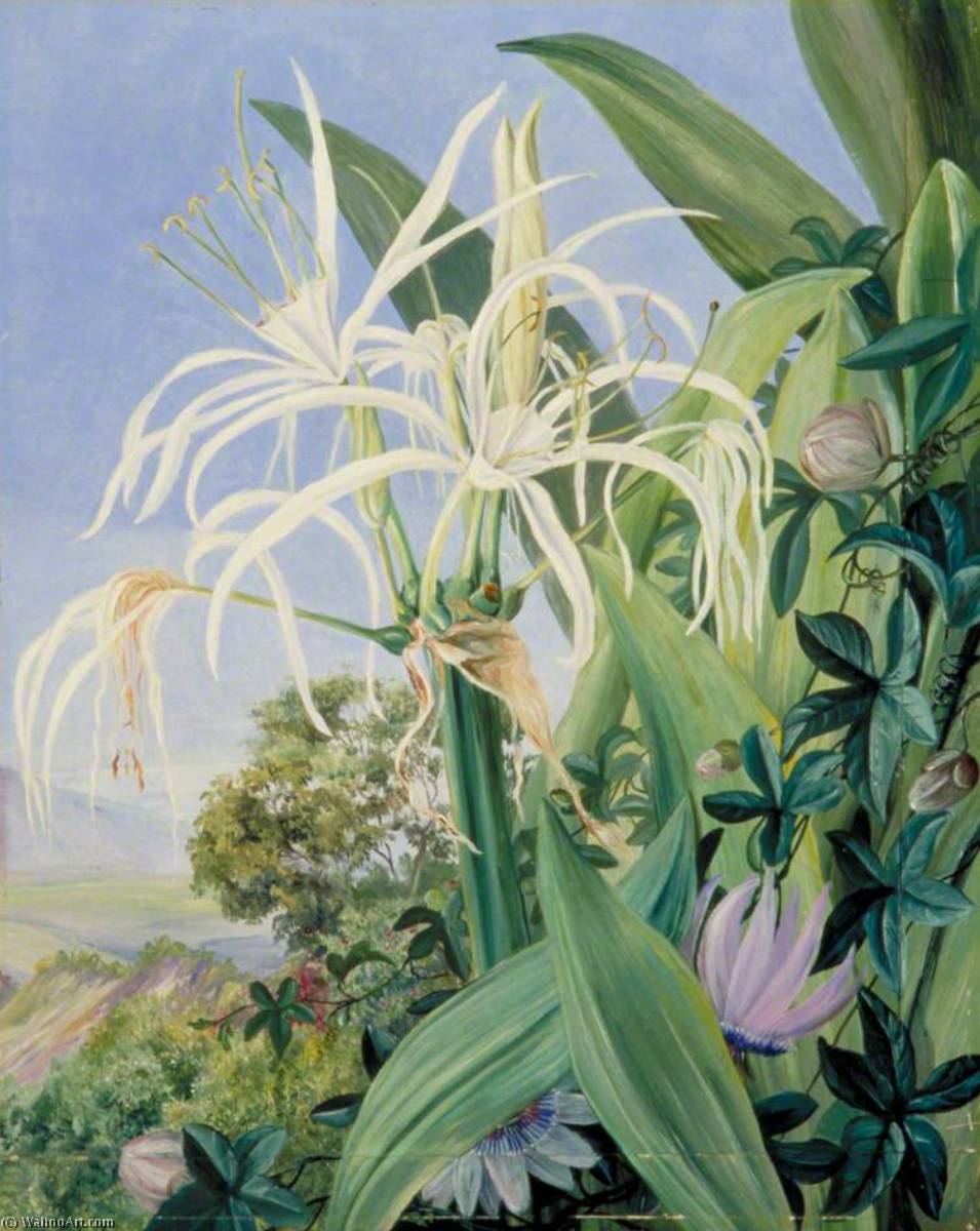 Pancratium Caribaeum Und Eine Passionsblume, Jamaika — Marianne North