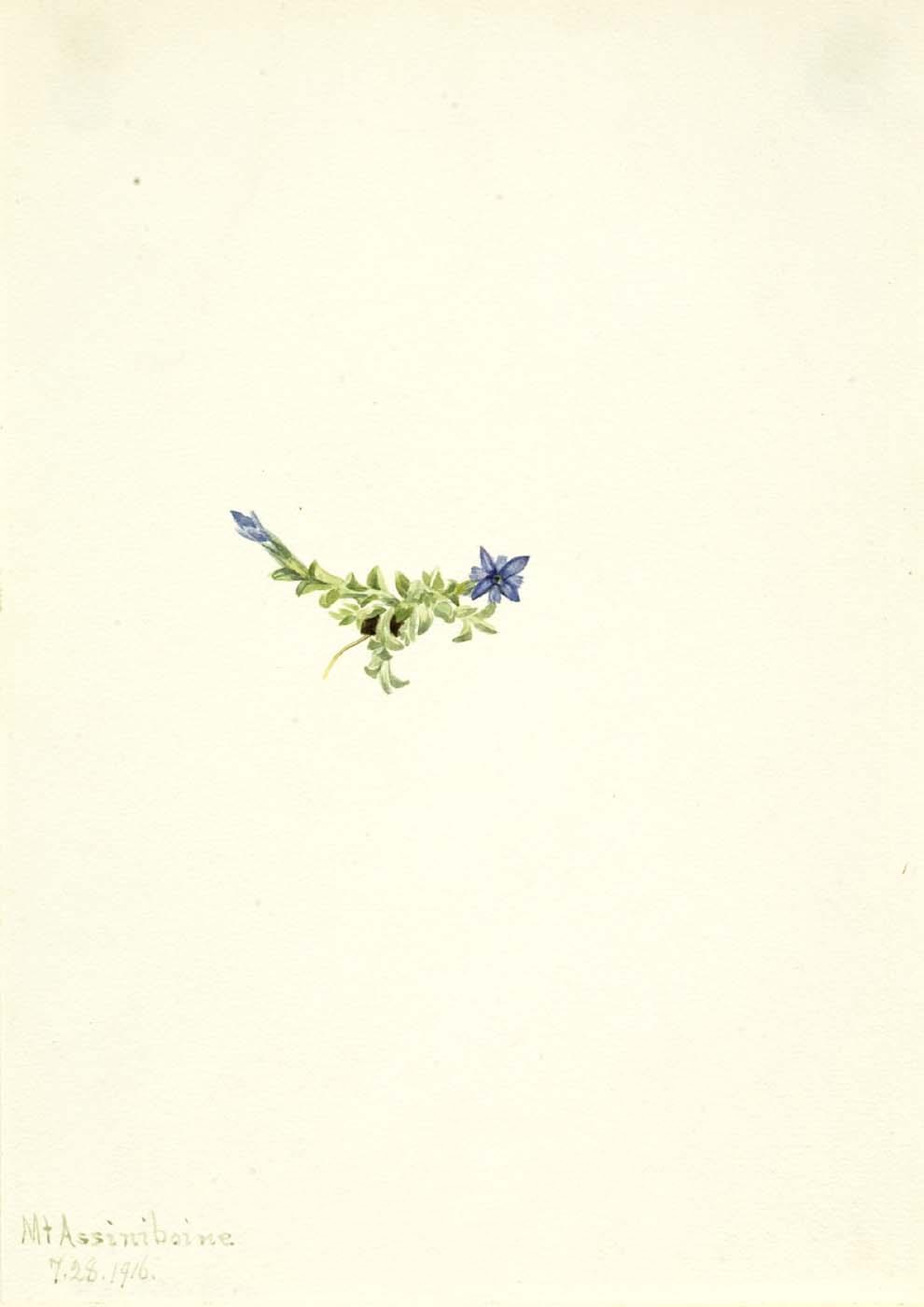 Moss Gentian (gentiana Prostrata) — Mary Vaux Walcott
