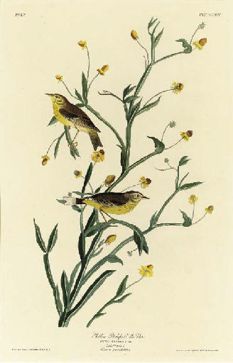 Yellow Red-poll Warbler — Robert Havell