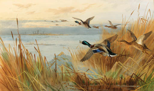 Mallard In Flight — アーチボルド・ソーバーン