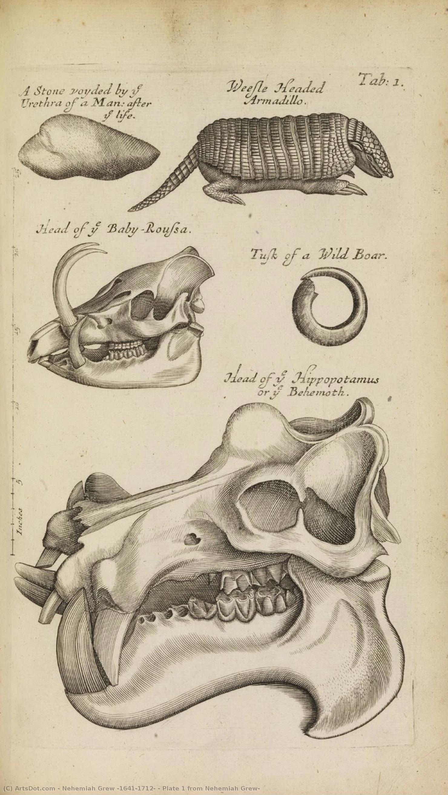 Plate 1 From Nehemiah Grew — Nehemiah Grew (1641-1712)