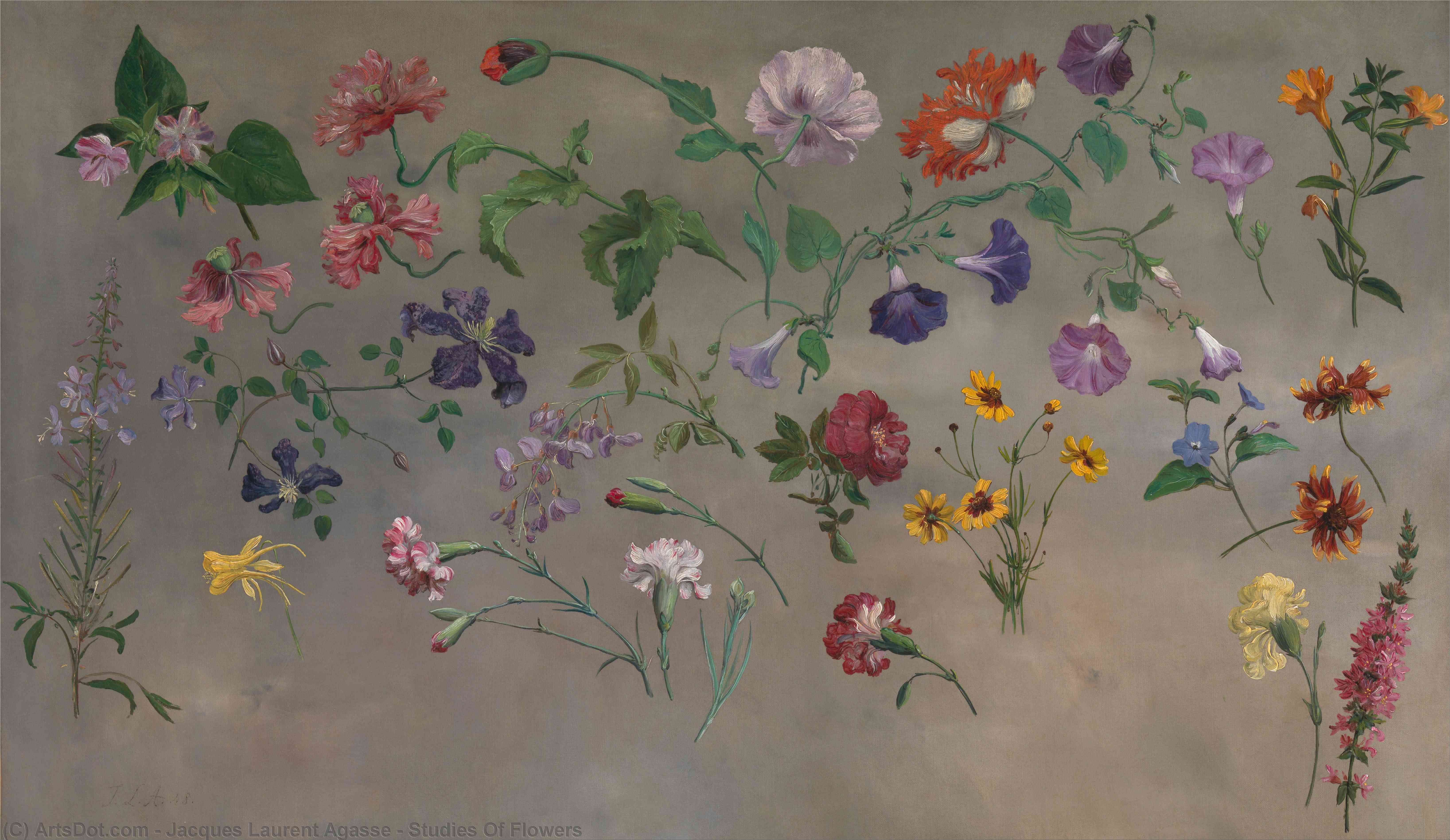 Studies Of Flowers — Jacques Laurent Agasse