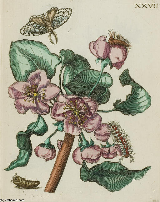 Erucarum Ortus, Alimentum Et Paradoxa Metamorphosis — Maria Sybilla Merian