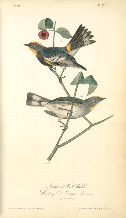 Audubon's Wood-warbler, 1. Male, 2. Young. (strawberry Tree. Euonymus Americanus) — John James Audubon