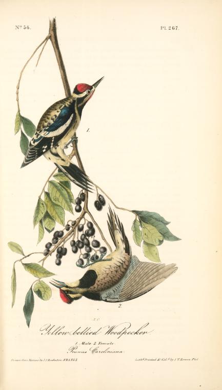 Yellow-bellied Woodpecker. 1. Male. 2. Female — John James Audubon