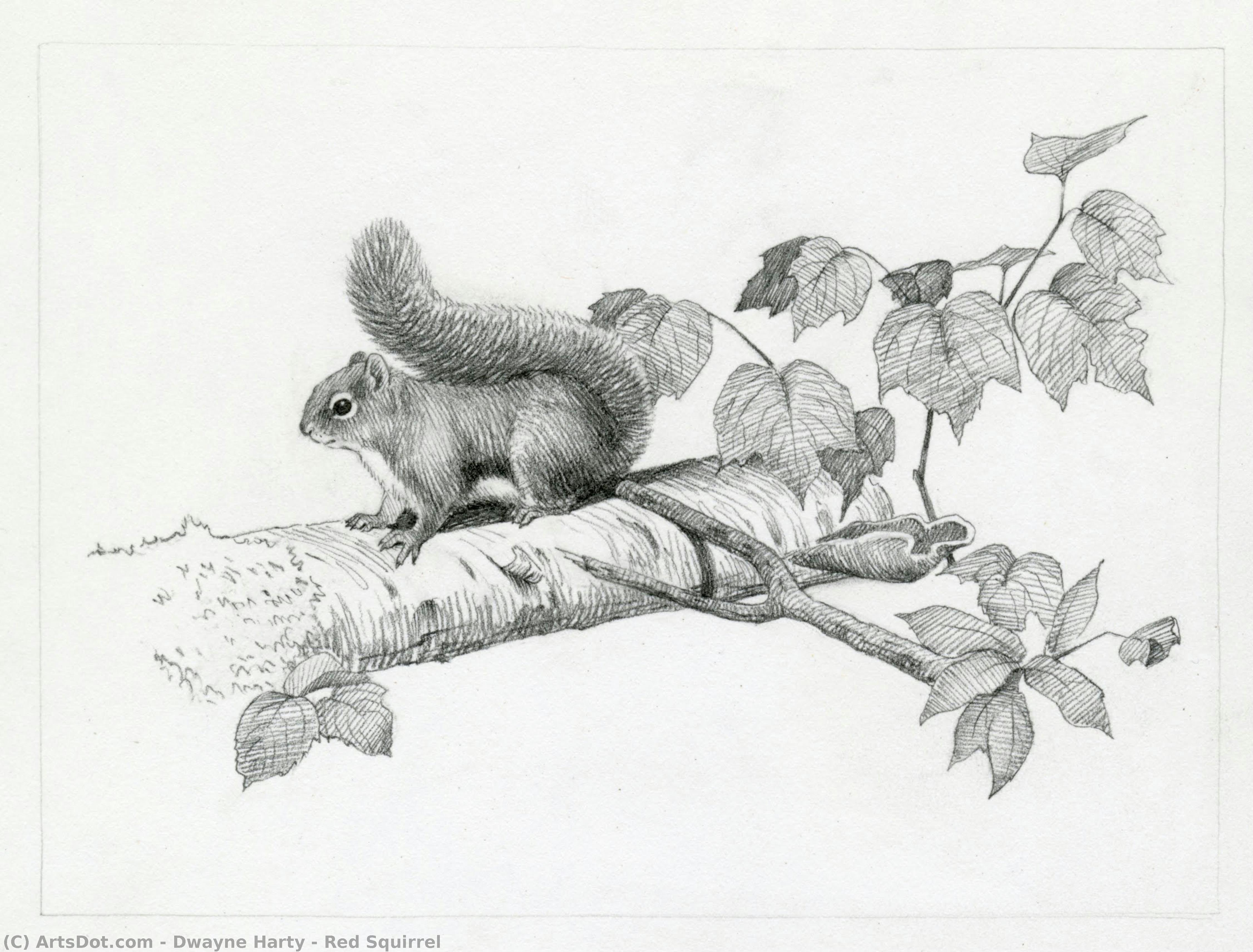 Red Squirrel — Dwayne Harty