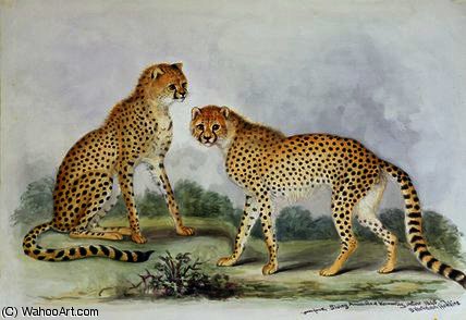 Cheetahs, From 'the Knowsley Menagerie' — Benjamin Waterhouse Hawkins