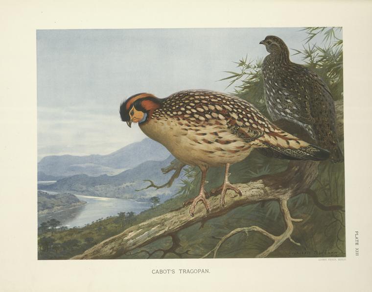 Cabot's Tragopan (tragopan Caboti) — Archibald Thorburn