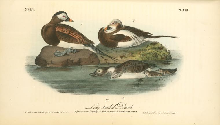 Long-tailed Duck. 1. Male, Summer Plumage. 2. Male In Winter. 3. Female And Young — John James Audubon