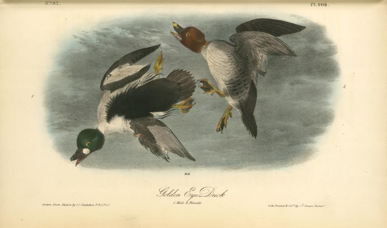 Golden Eye Duck. 1. Male. 2. Female — John James Audubon