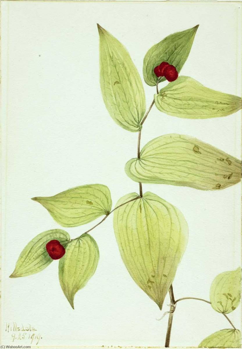 Fairy Bells (disporum Trachycarpum) — Mary Vaux Walcott