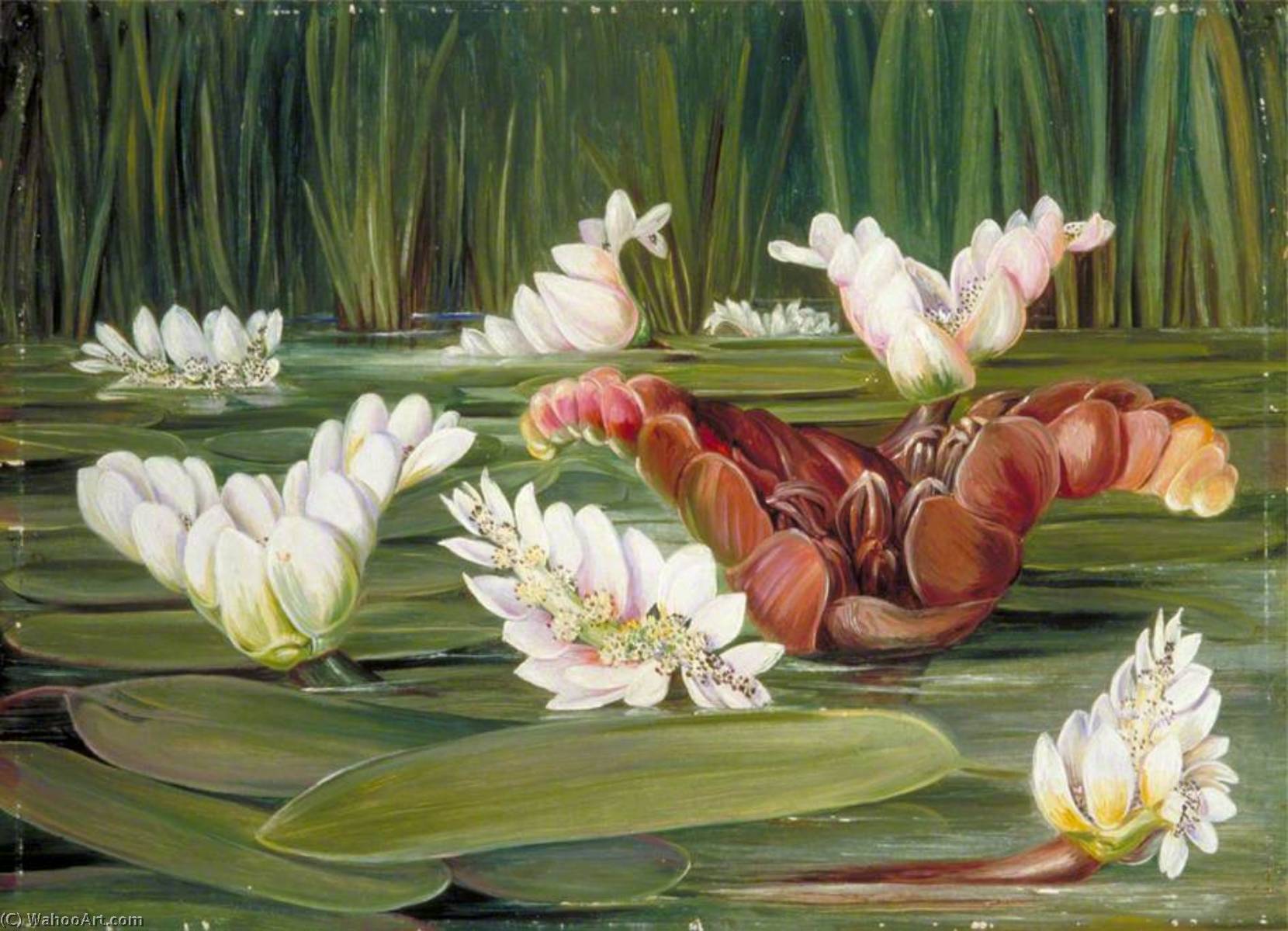A South African Water Plant In Flower And Fruit — マリアン・ノース
