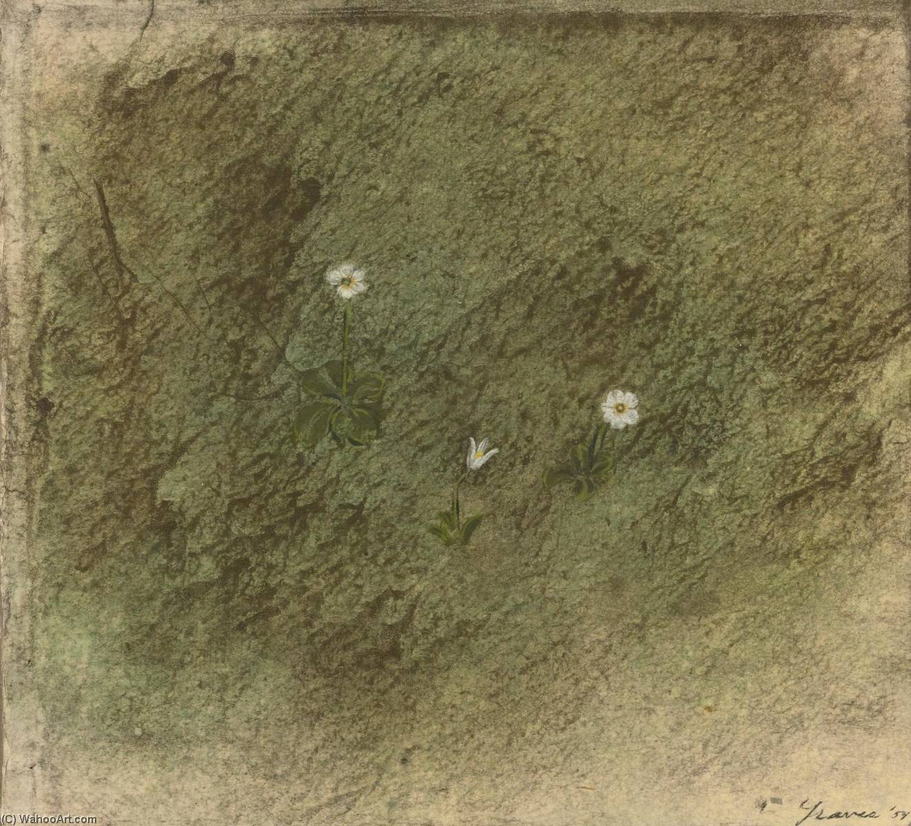 Winter Flower (ireland) — Morris Graves