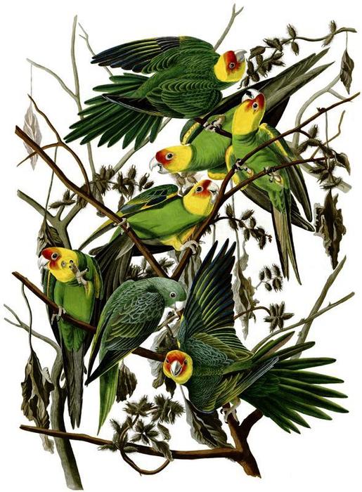 Carolina Parakeet — John James Audubon