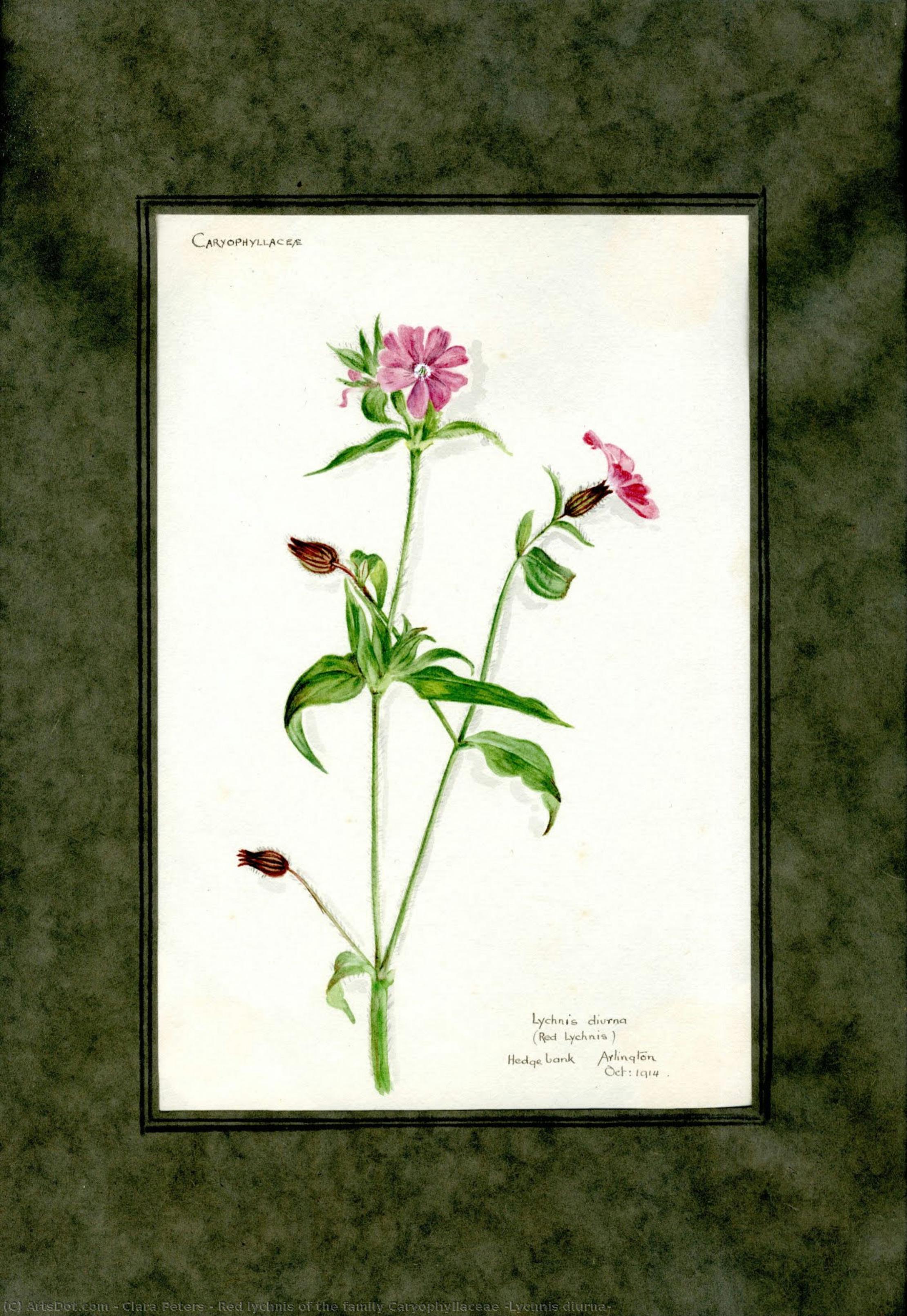 Red Lychnis Of The Family Caryophyllaceae (lychnis Diurna) — Clara Peeters
