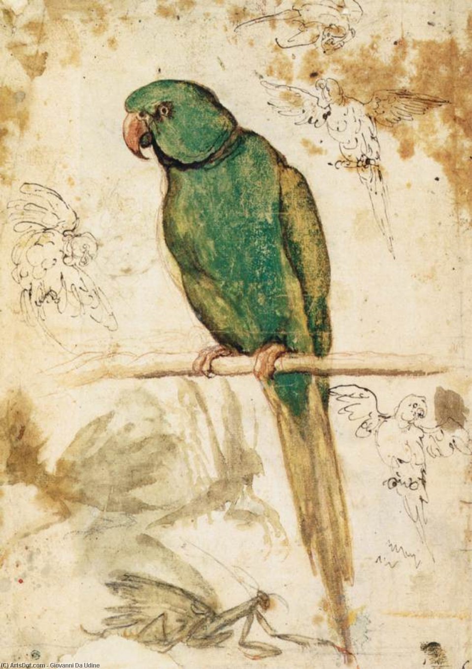 Study Of A Parrot — Джованни Да Удине