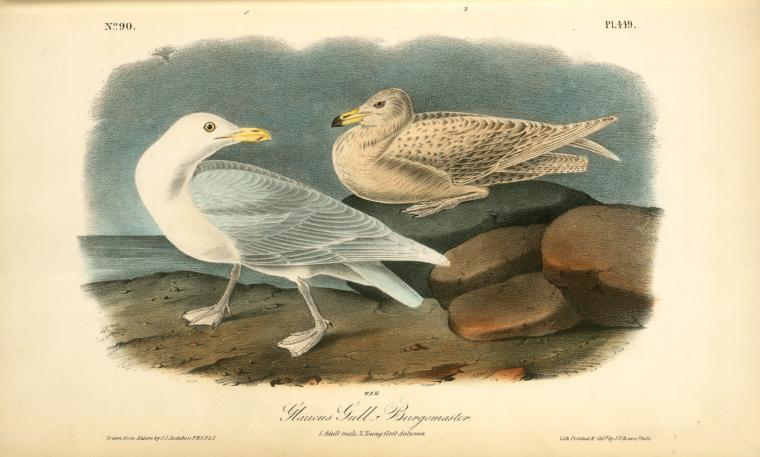 Glaucus Gull - Burgomaster. 1. Adult Male. 2. Young First Autumn — John James Audubon