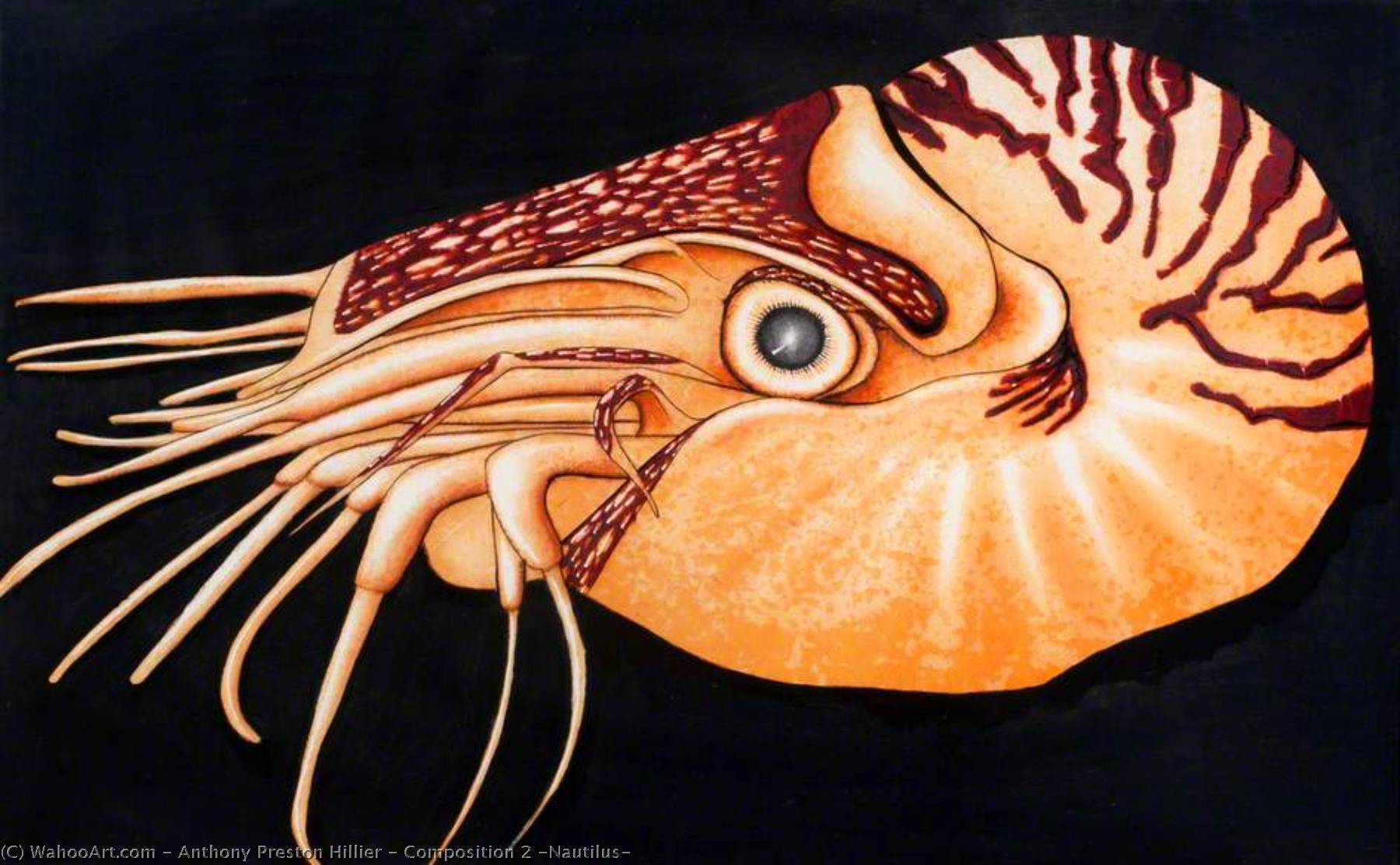 Composition 2 (nautilus) — Anthony Preston Hillier