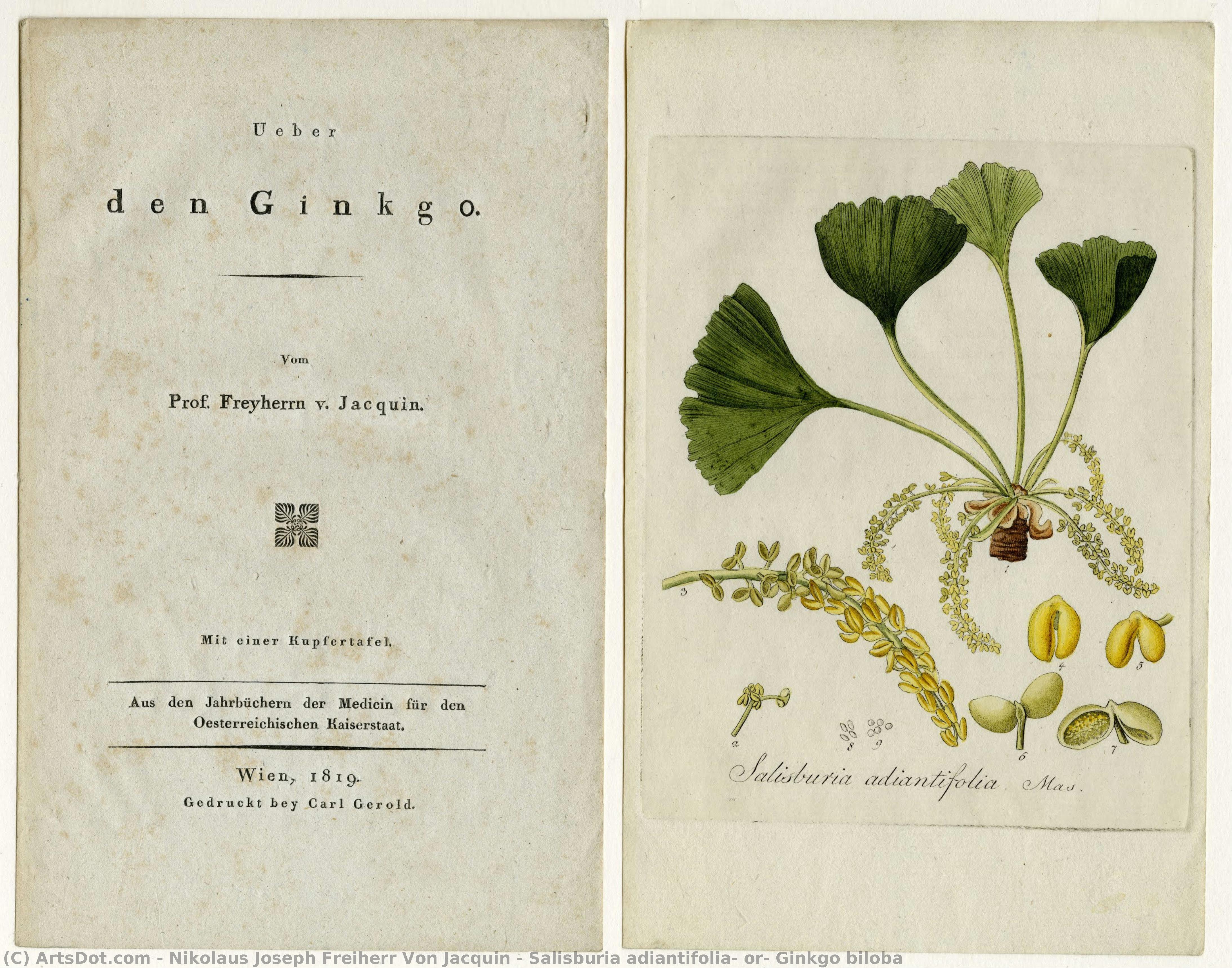 Salisburia Adiantifolia, Or, Ginkgo Biloba — Nikolaus Joseph Freiherr Von Jacquin