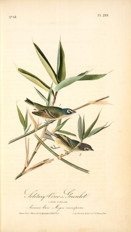Solitary Vireo, Or Greenlet. Male. (american Cane. Miegia Macrosperma) — John James Audubon