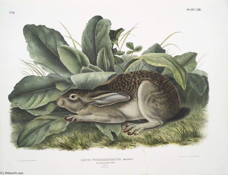 Lepus Negricaudatus, Black-tailed Hare. Male. Natural Size — John James Audubon