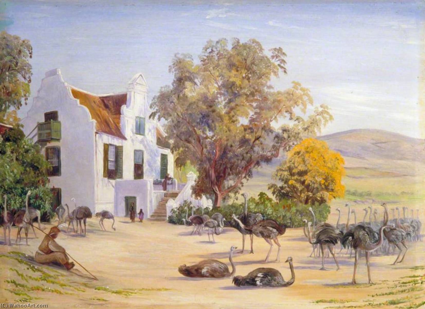 Ostrich Farming At Groot Post, South Africa — Marianne North