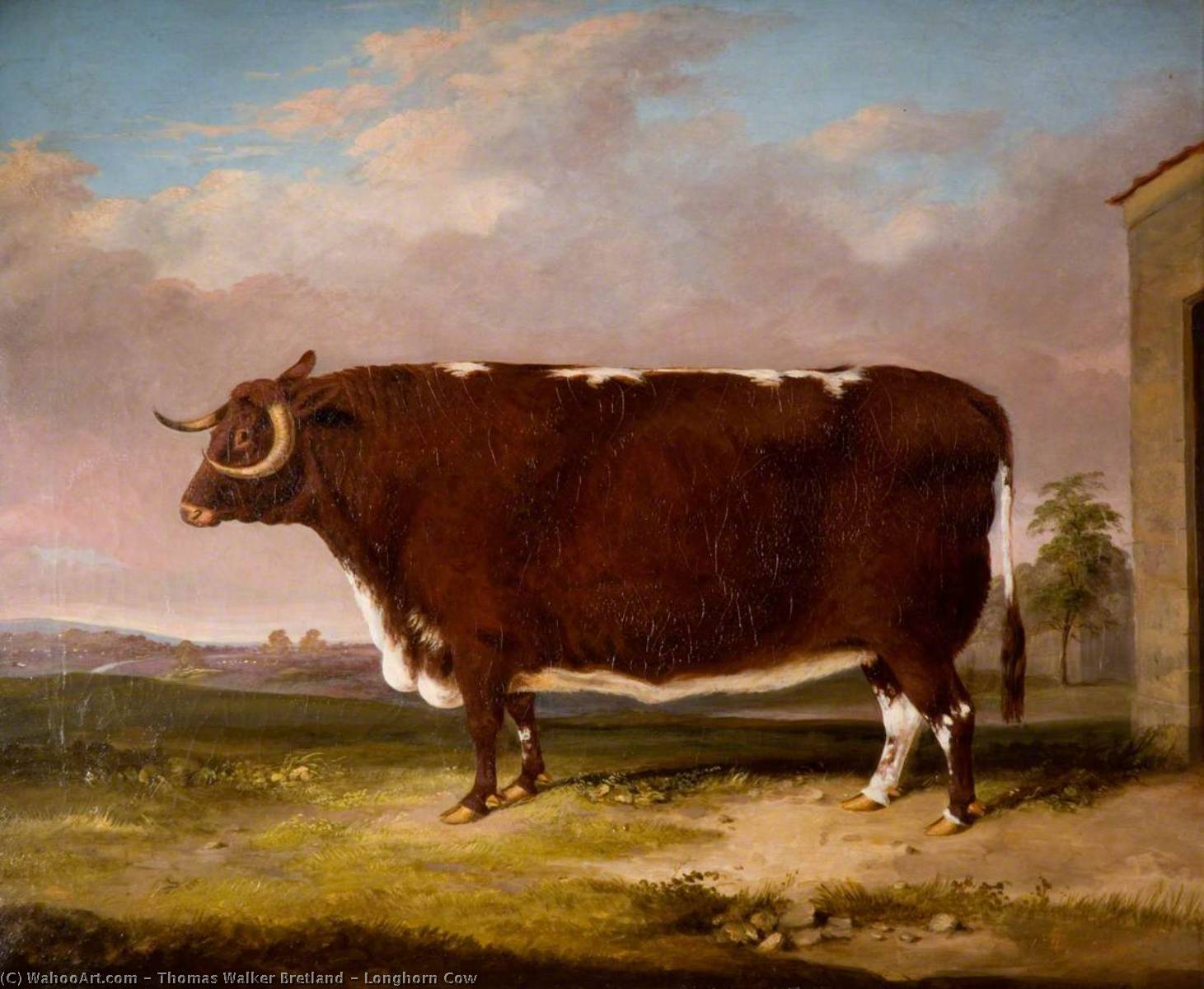 Longhorn Cow — Thomas Walker Bretland