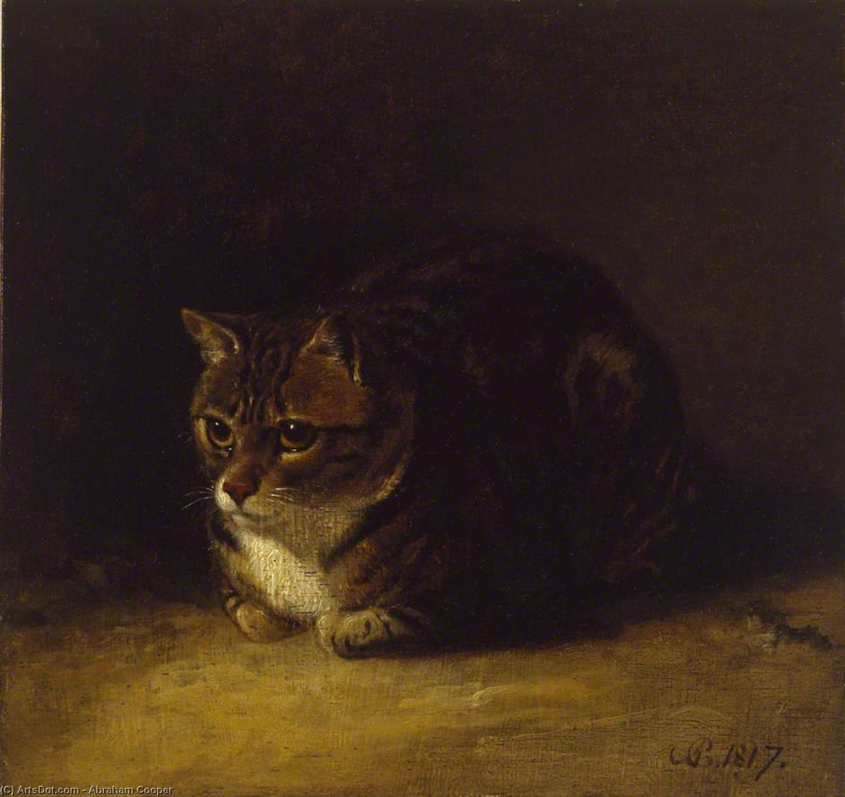 Study Of A Cat — エイブラハム・クーパー