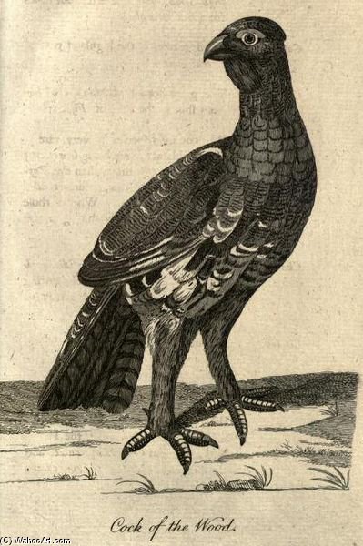 Cock Of The Wood From A Tour Of Scotland — Moses Griffith