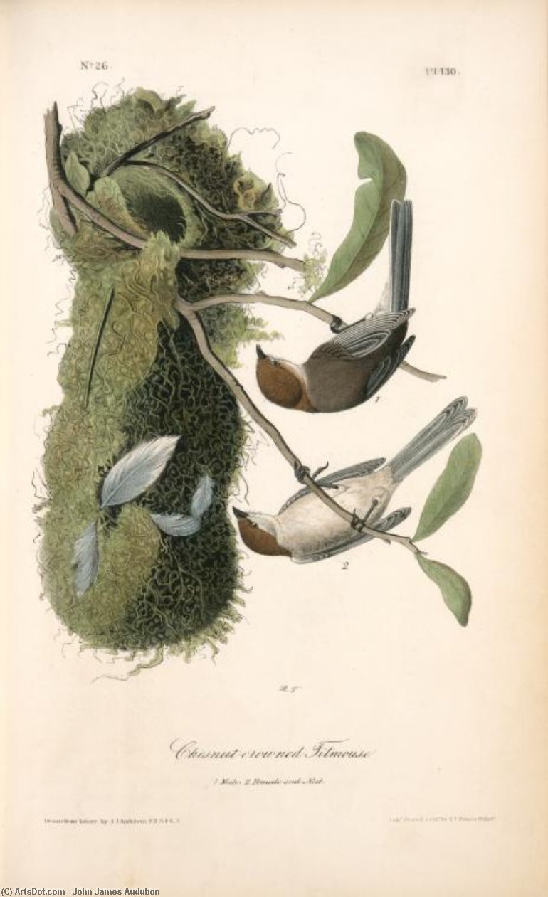 Chesnut-crowned Titmouse. 1. Male. 2. Female And Nest — John James Audubon