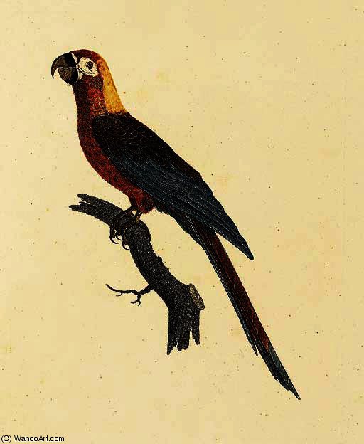 Cuban Macaw — ジャック・バラバン