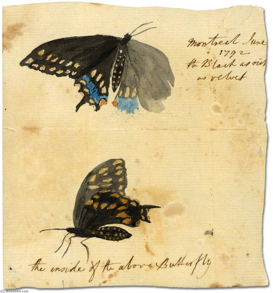 Untitled (aqrp7d) — Elizabeth Simcoe