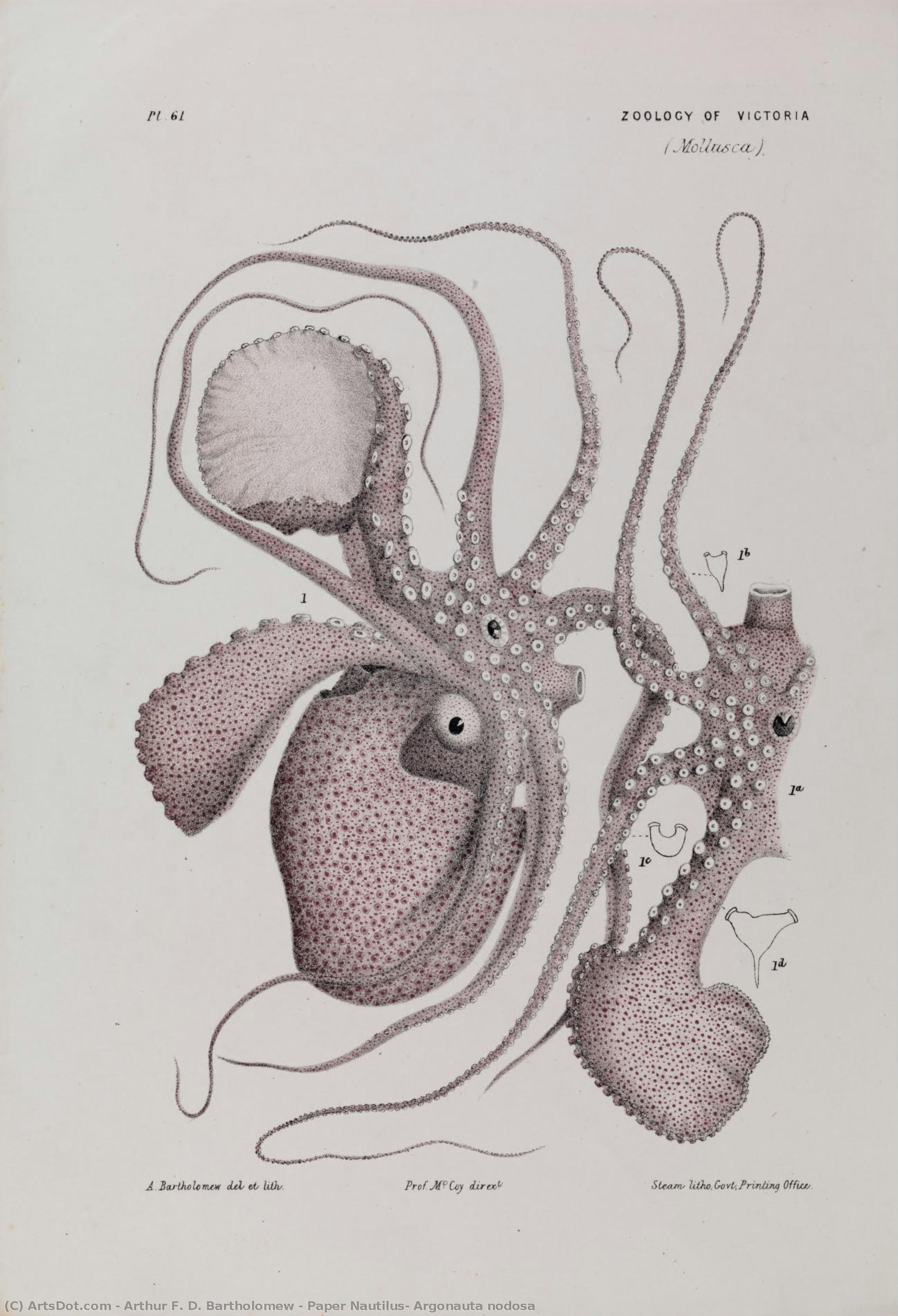 Paper Nautilus, Argonauta Nodosa — Arthur F. D. Bartholomew