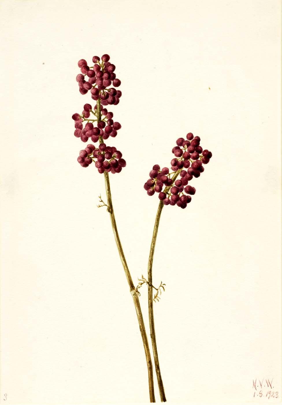 Beauty Berry (callicarpa Americana) — Mary Vaux Walcott