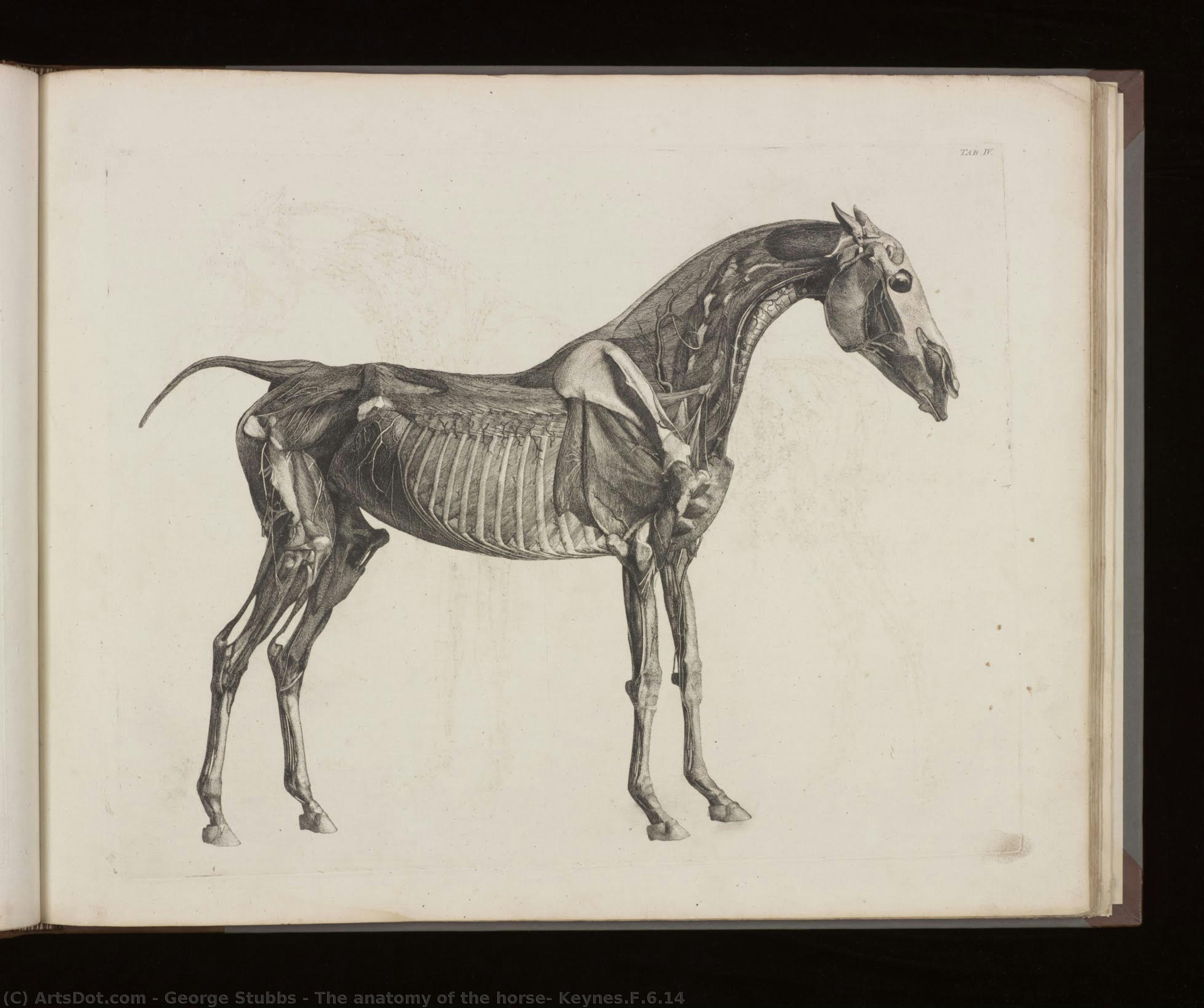 The Anatomy Of The Horse, Keynes.f.6.14 — George Stubbs