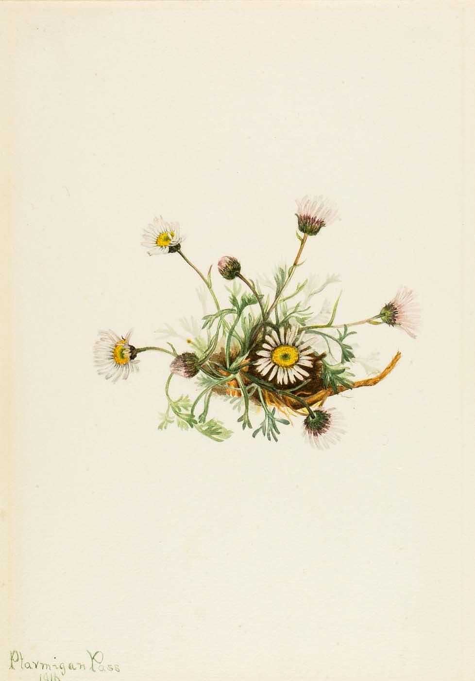 Cut Leaf Fleabane (erigeron Compositus) — Mary Morris Vaux Walcott