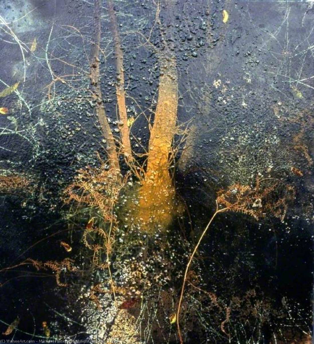 Highlight Through Trees — Michael Porter