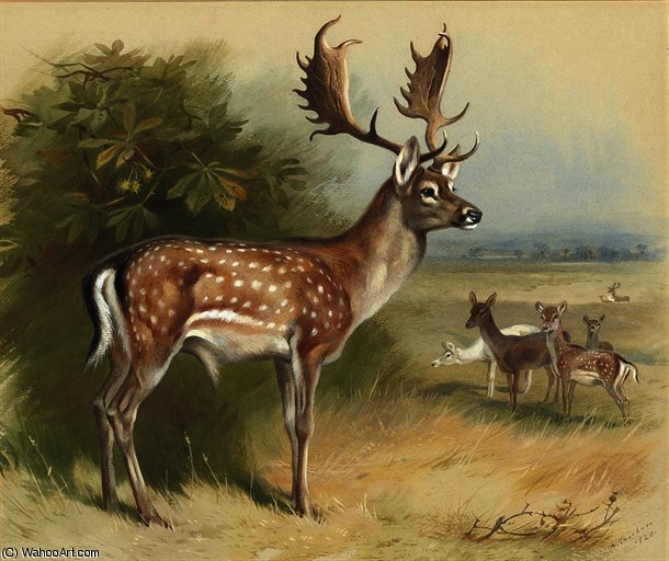 Fallow Deer — Архибальд Торборн