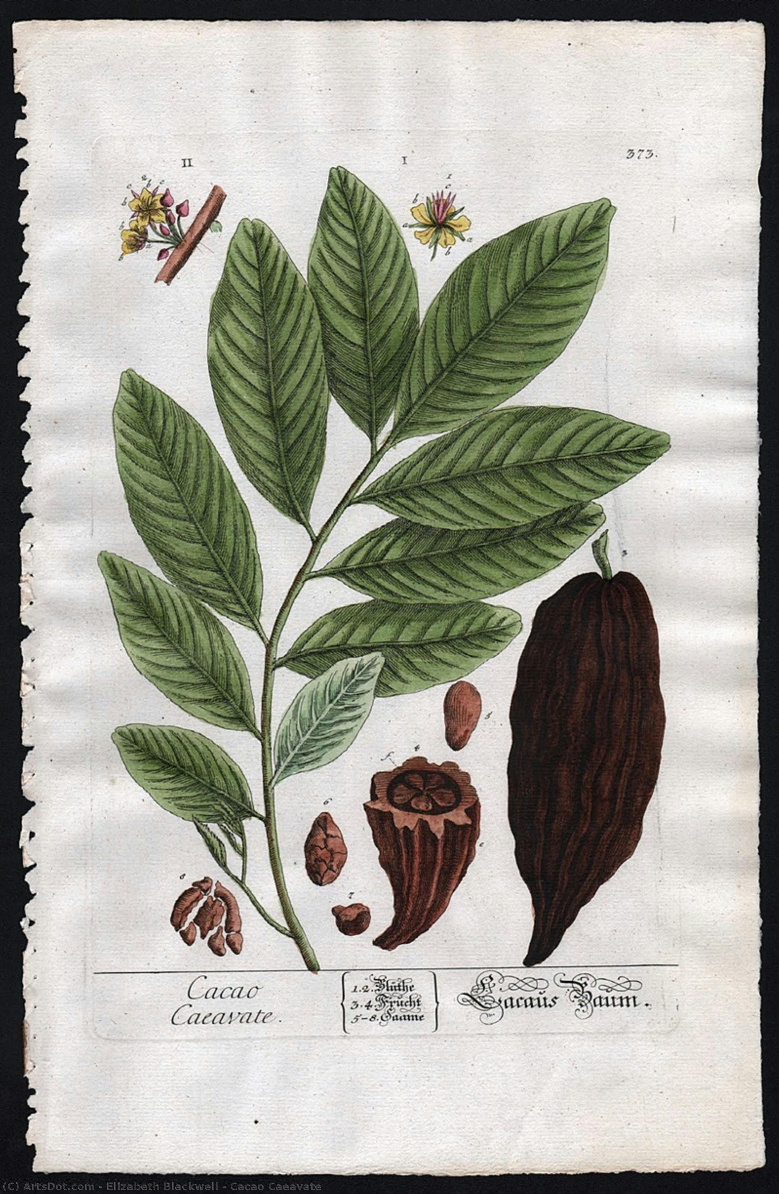 Cacao Caeavate — Elizabeth Blackwell