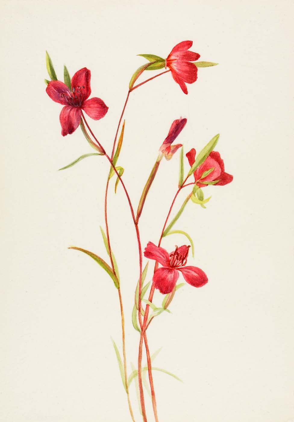 Farewell To Spring (godetia Amoena Lilja) — Mary Vaux Walcott