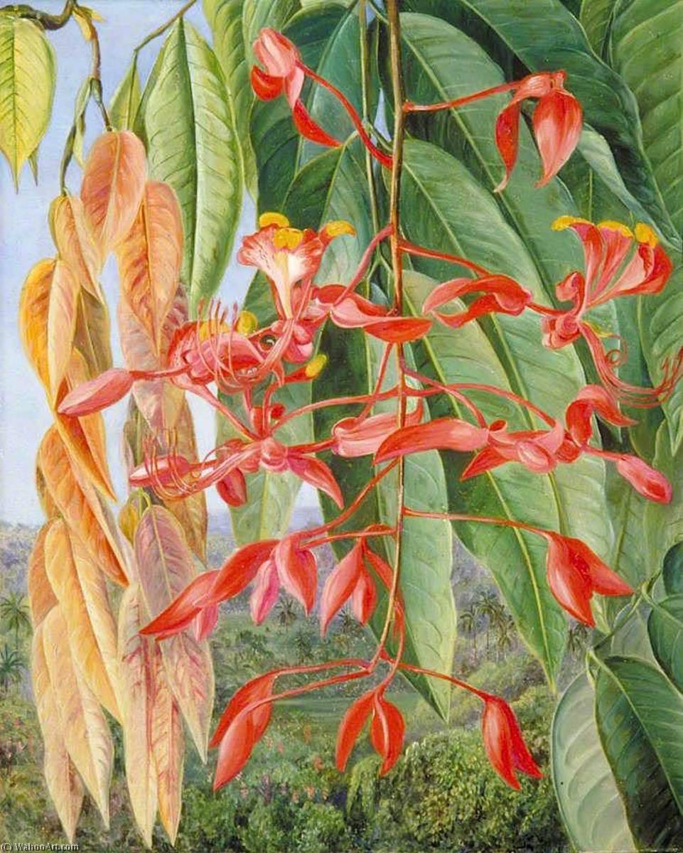 Foliage And Flowers Of The Burmese Thaw Ka Or Soka, Painted At Singapore — Marianne North