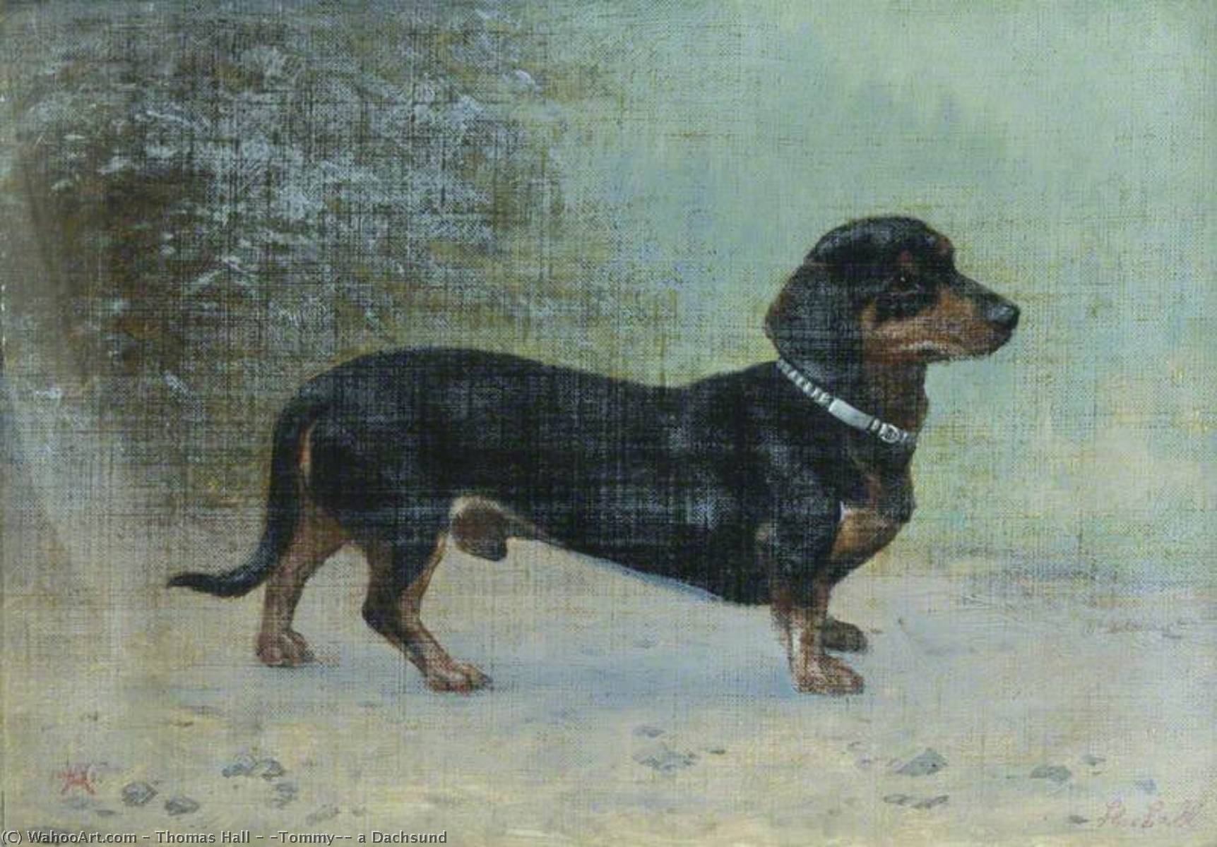 'tommy', A Dachsund — Thomas Hall