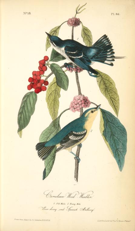 Coerulean Wood-warbler. 1. Old Male, 2. Young Male. (bear Bery And Spanish Mulberry.) — John James Audubon
