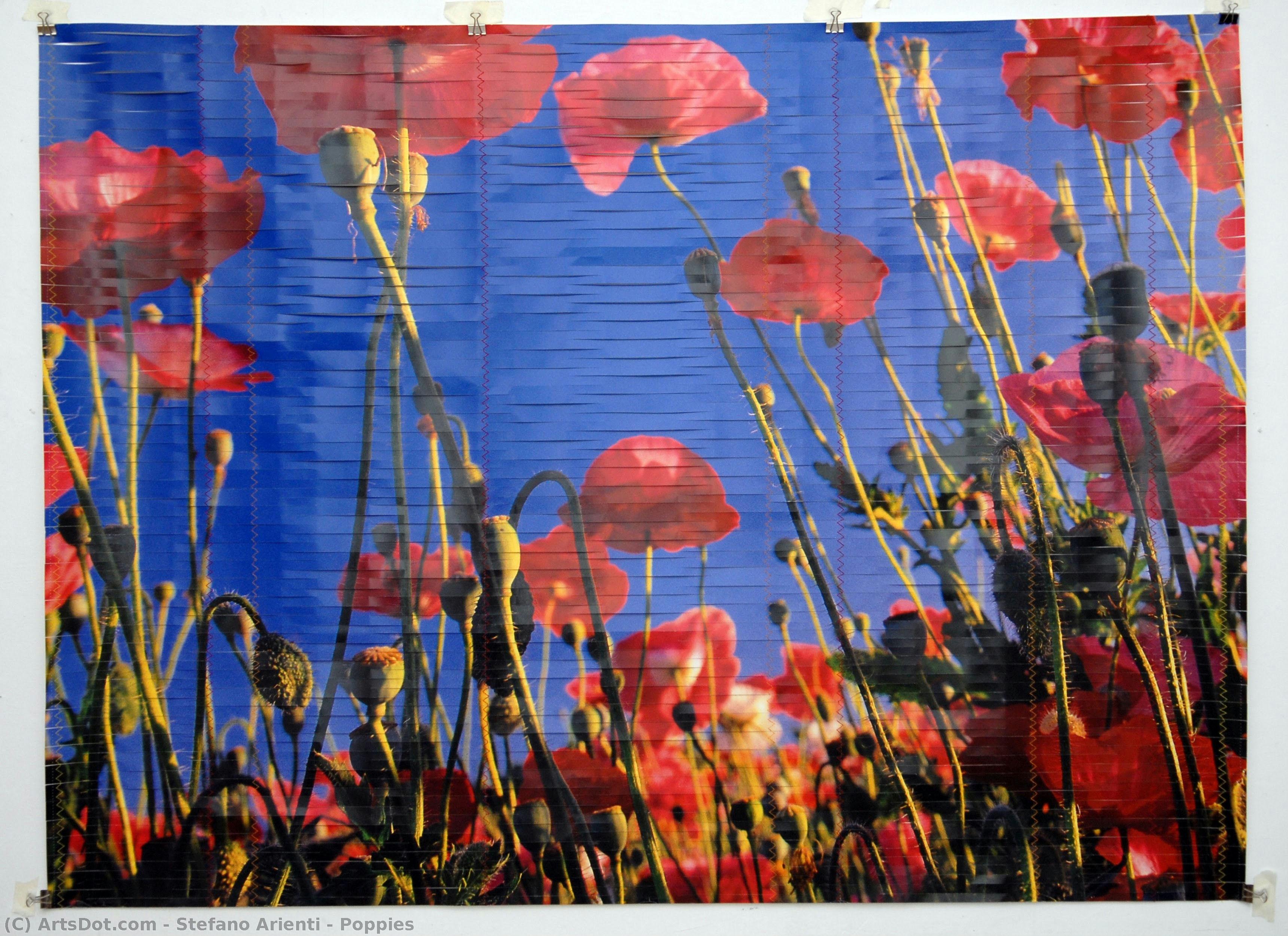 Poppies — Stefano Arienti