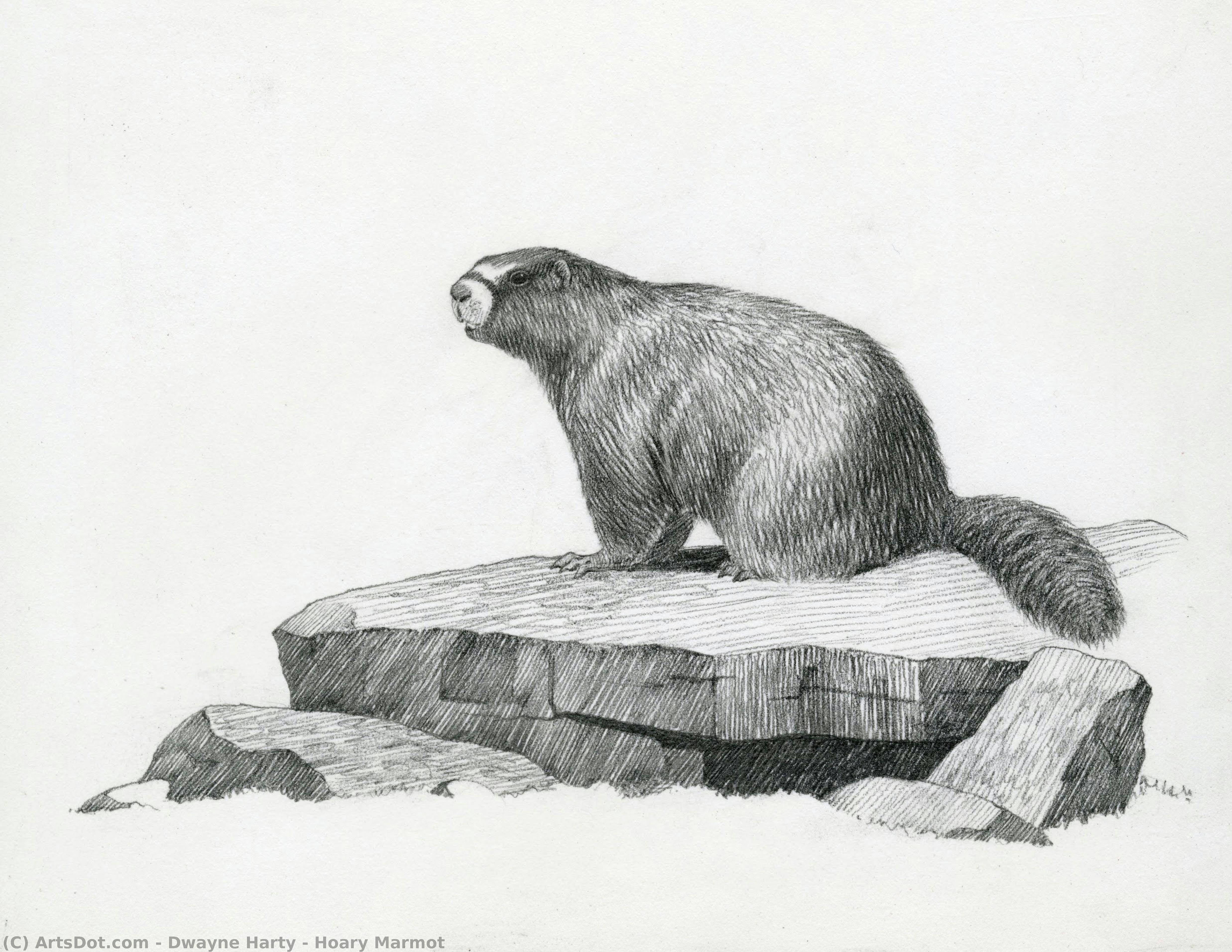 Hoary Marmot — Dwayne Harty