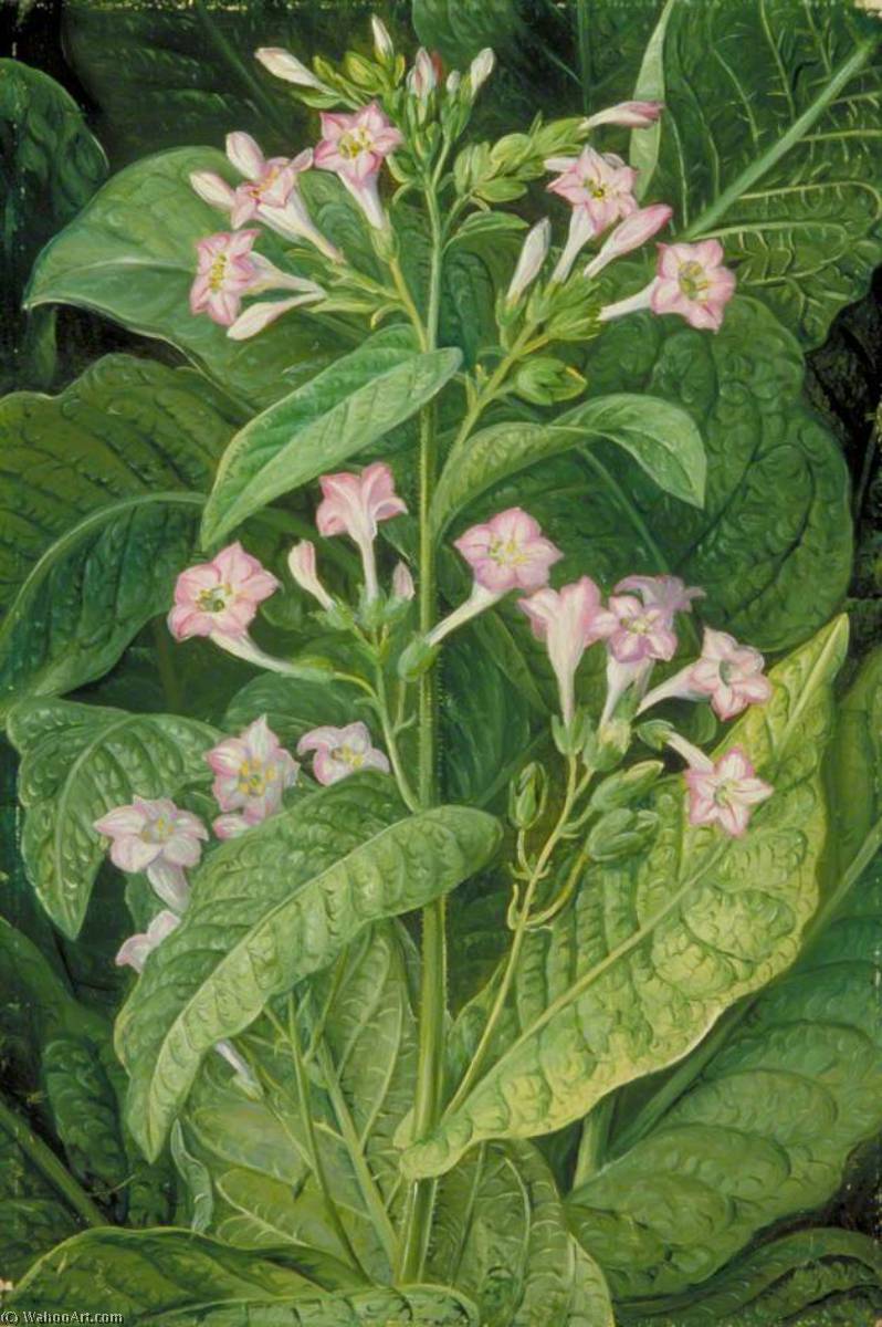 Common Tobacco — Marijana Nort
